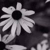 [IMG]http://a2.rimg.info/c0bc32379c6c17ee70b49980f9394ce4.gif[/IMG]