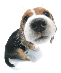 [IMG]http://fantasyflash.ru/grafic/dogs/image/dog1.jpg[/IMG]