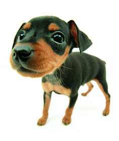 [IMG]http://fantasyflash.ru/grafic/dogs/image/dog54.jpg[/IMG]