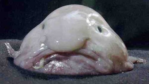 [IMG]http://interesnoe.info/pictures/upload/1189448445_blobfish.jpg[/IMG]