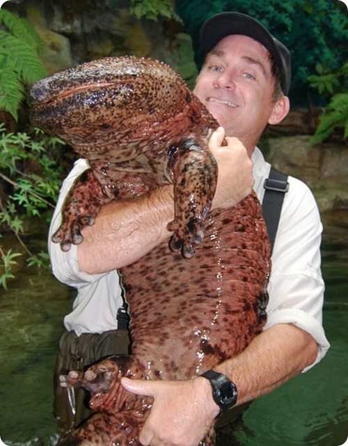 [IMG]http://ru.fishki.net/picsw/012010/19/post/zveri/salamande10.jpg[/IMG]